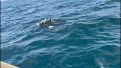 Snorkeling Boat Tour for up to 9 Guests