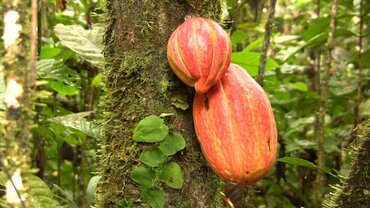 Picture for category Cacao and Chocolate Producers in Ostional
